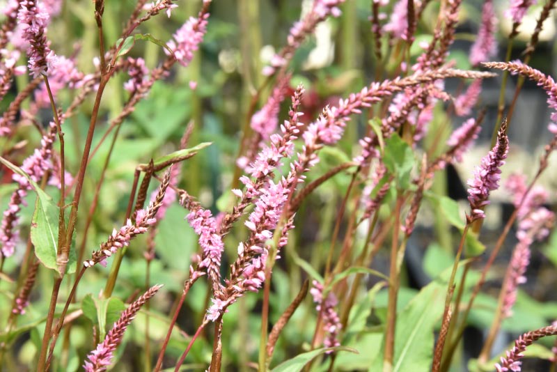 Persicaria amplexicaulis 'Pink Elephant'Duizendknoop bestellen